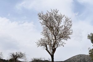 ΑΝΘΙΣΜΕΝΗ ΑΜΥΓΔΑΛΙΑ