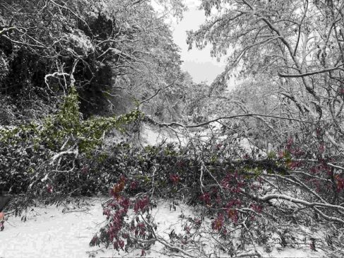 ΧΙΟΝΙΑ ΓΟΡΤΥΝΙΑ