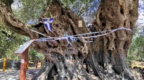 5. ΤΑΙΝΙΩΣΗ ΕΛΙΑΣ