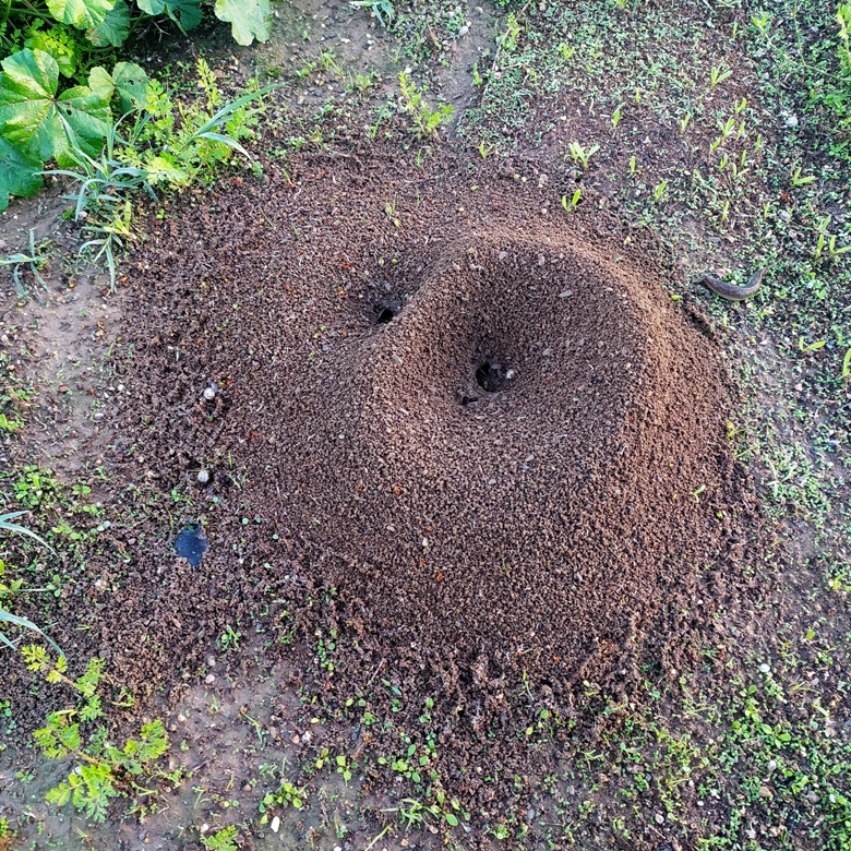 ΜΥΡΜΗΓΚΟΦΩΛΙΑ