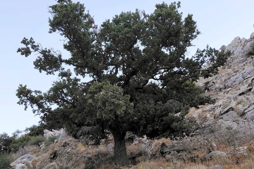 ΒΕΛΑΝΙΔΙΑ ΜΑΝΗΣ1