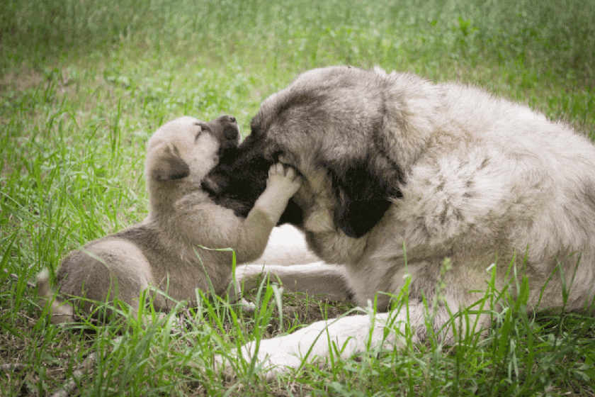 ΚΑΤΟΙΚΙΔΙΑ