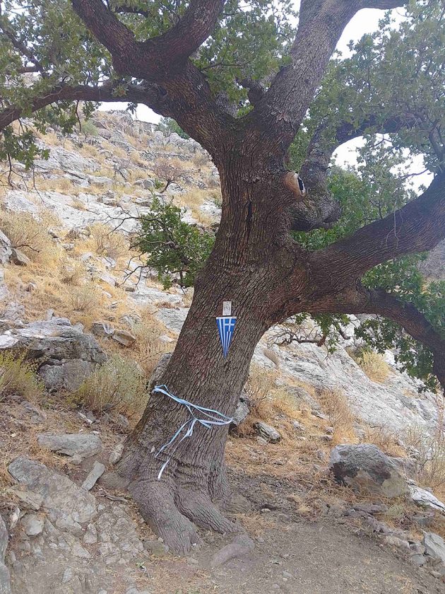 ΒΕΛΑΝΙΔΙΑ ΠΟΛΥΑΡΑΒΟΥ